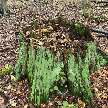 Landurlaub Mecklenburgische Seenplatte Bei Waren Müritz
