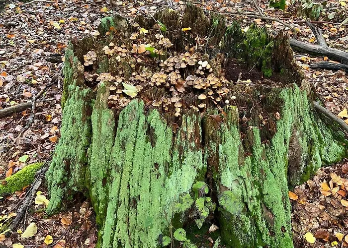 Landurlaub Mecklenburgische Seenplatte Bei Waren Mueritz